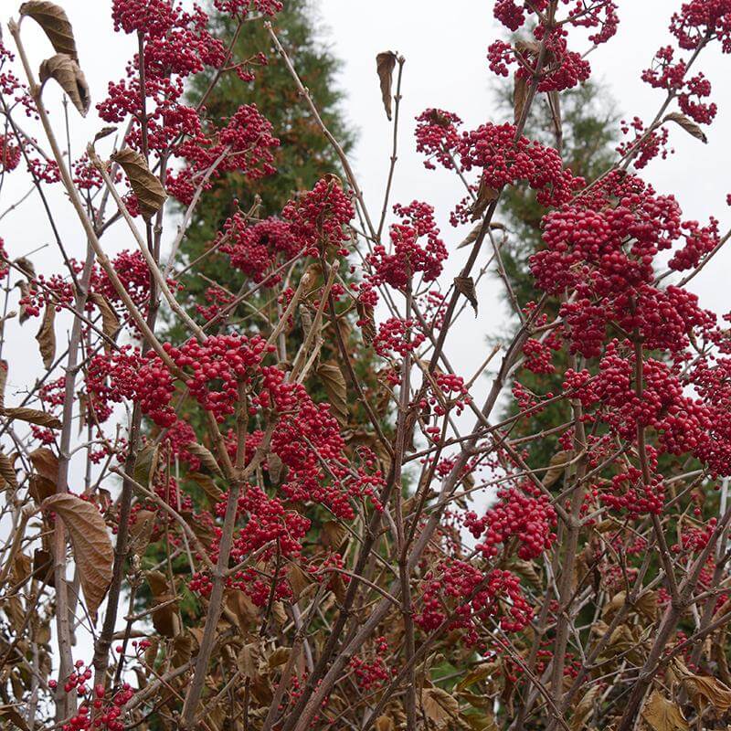 Cardinal Candy® Linden Viburnum - Image 4