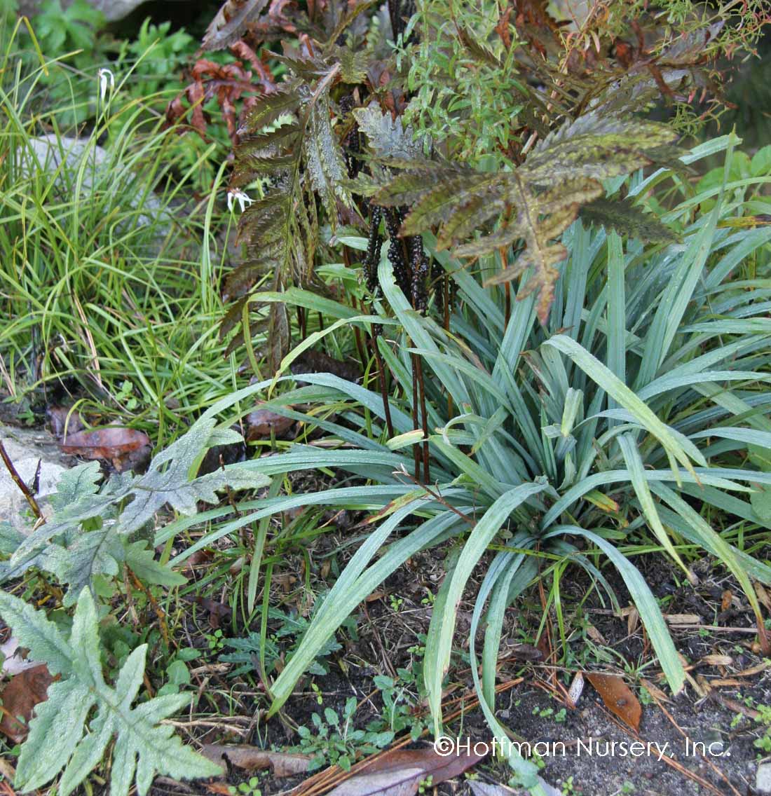 Bunny Blue® 'Hobb' Sedge (Carex) - Image 2