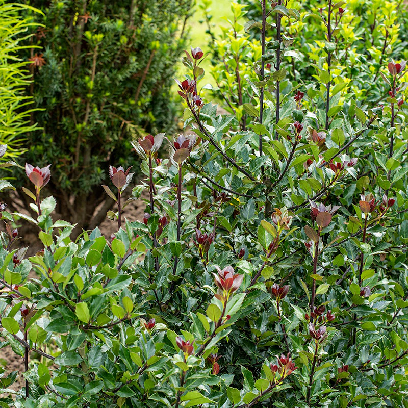 Castle Rouge™ Blue Holly (Ilex) - Image 2
