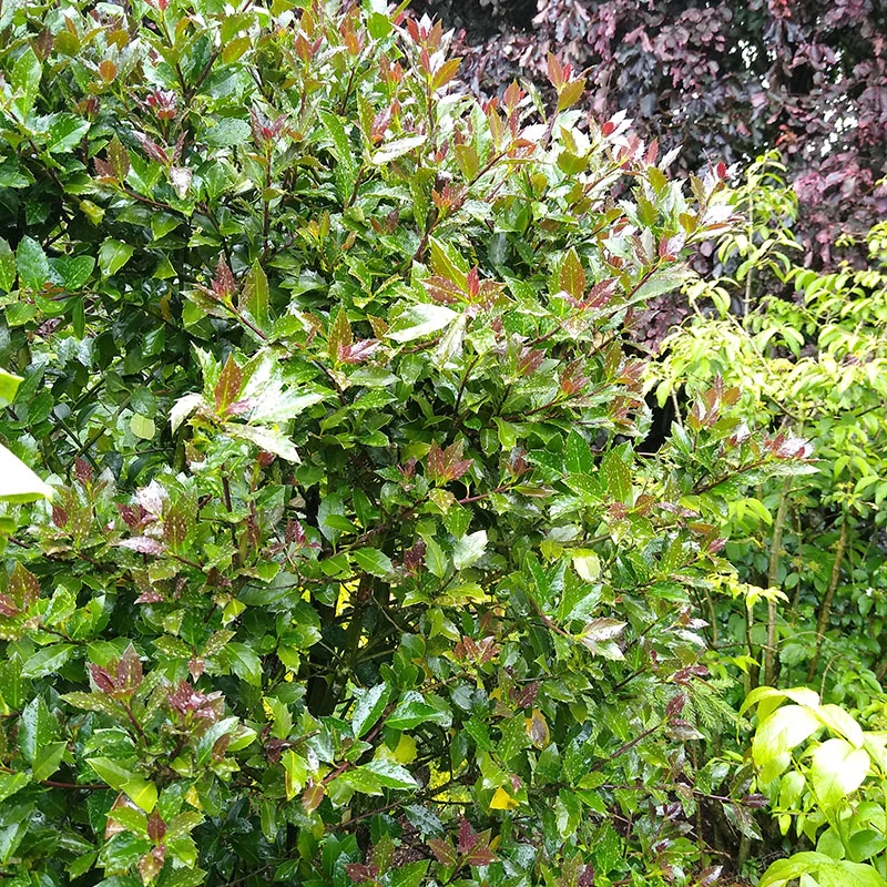 Castle Rouge™ Blue Holly (Ilex) - Image 3