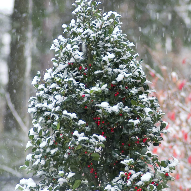 Castle Spire® Blue Holly (Ilex) - Image 4