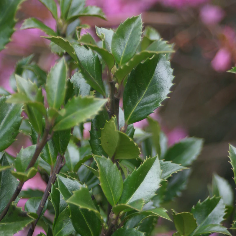 Castle Spire® Blue Holly (Ilex) - Image 5