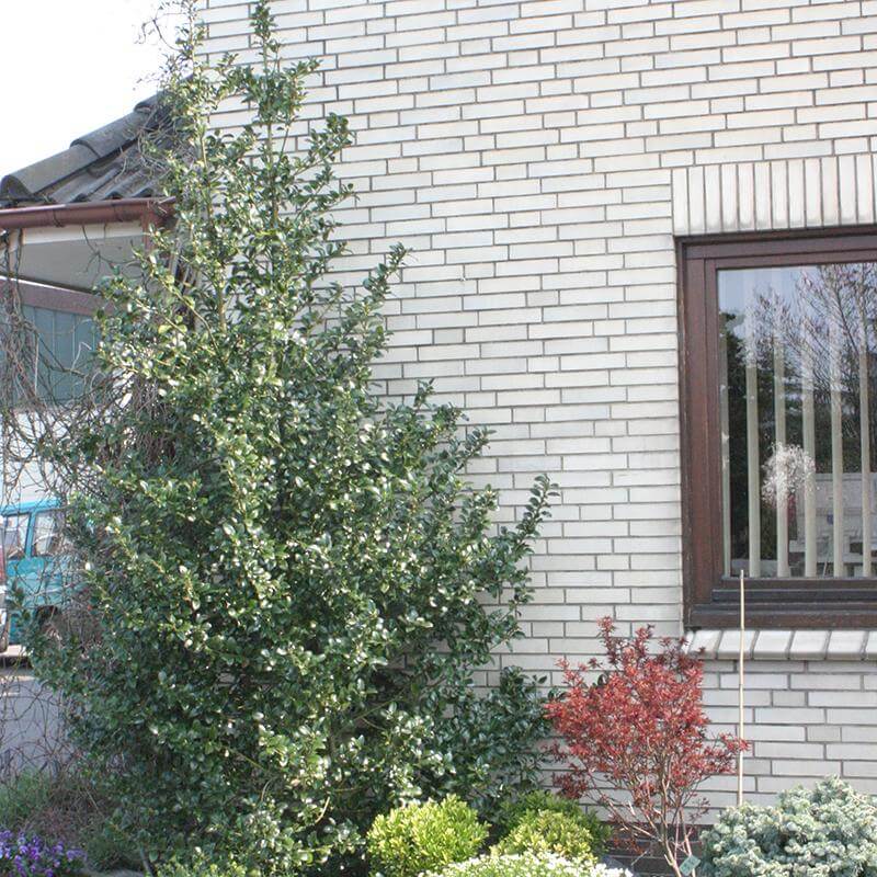 Castle Spire® Blue Holly (Ilex) - Image 6