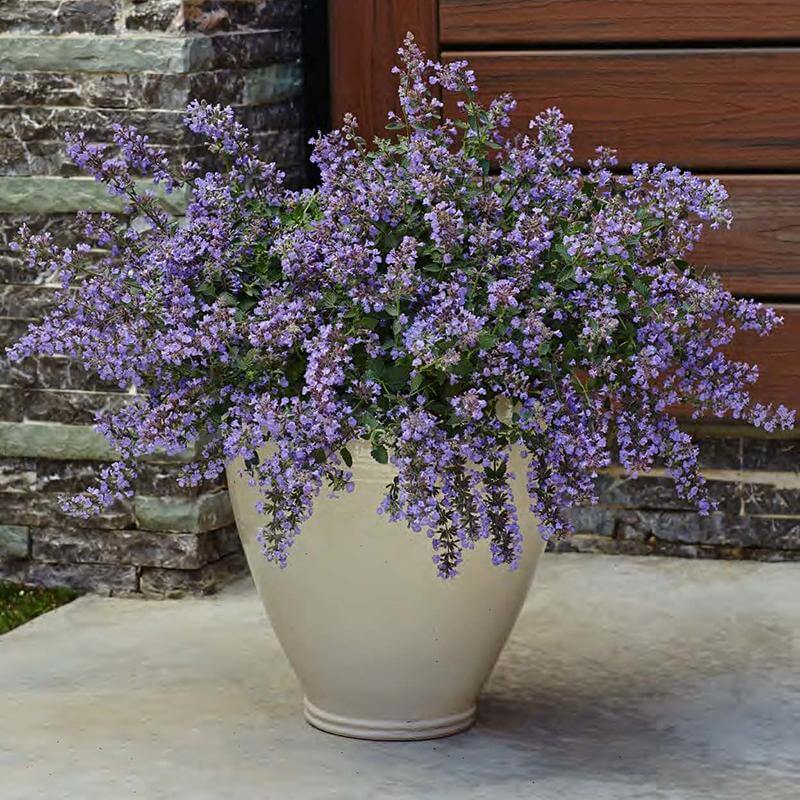 'Cat's Meow' Catmint (Nepeta) - Image 3