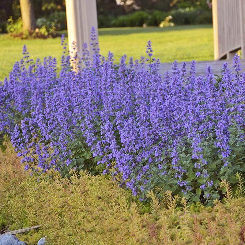 'Cat's Meow' Catmint (Nepeta) - Image 4