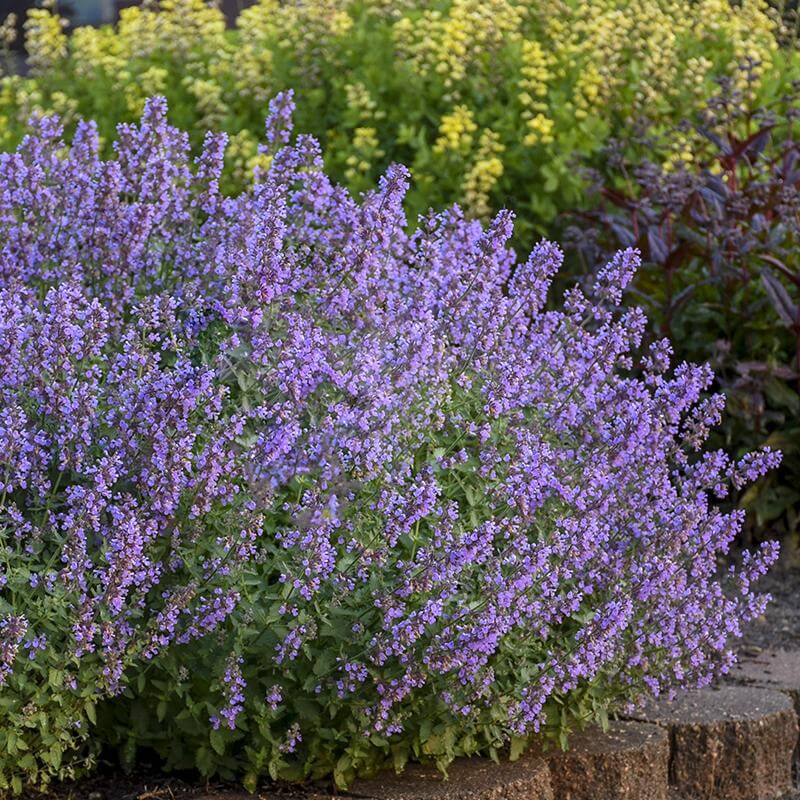 'Cat's Meow' Catmint (Nepeta) - Image 5