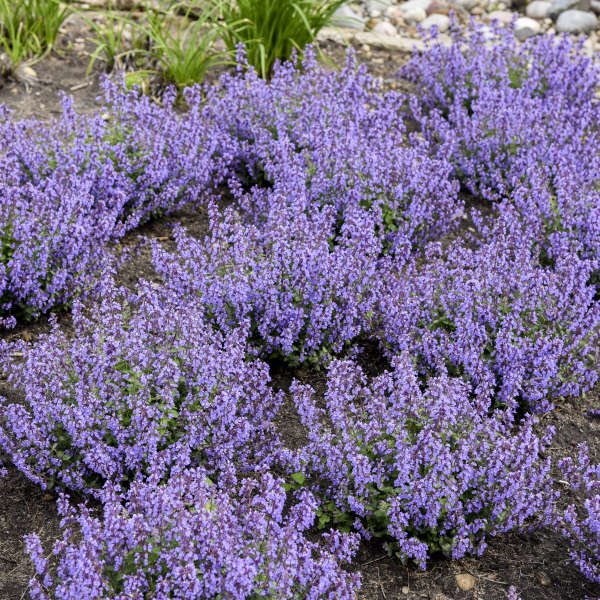 'Cat's Pajamas' Catmint (Nepeta) - Image 6