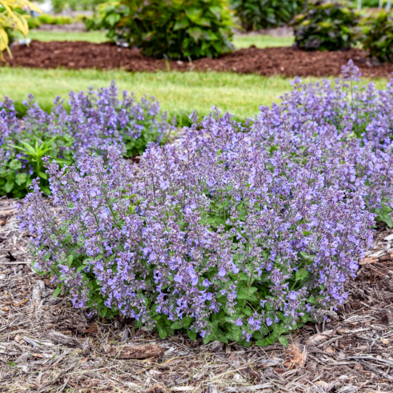 'Catwalk Queen' Catmint (Nepeta) - Image 2