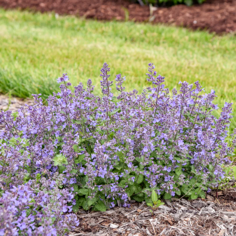 'Catwalk Queen' Catmint (Nepeta) - Image 3
