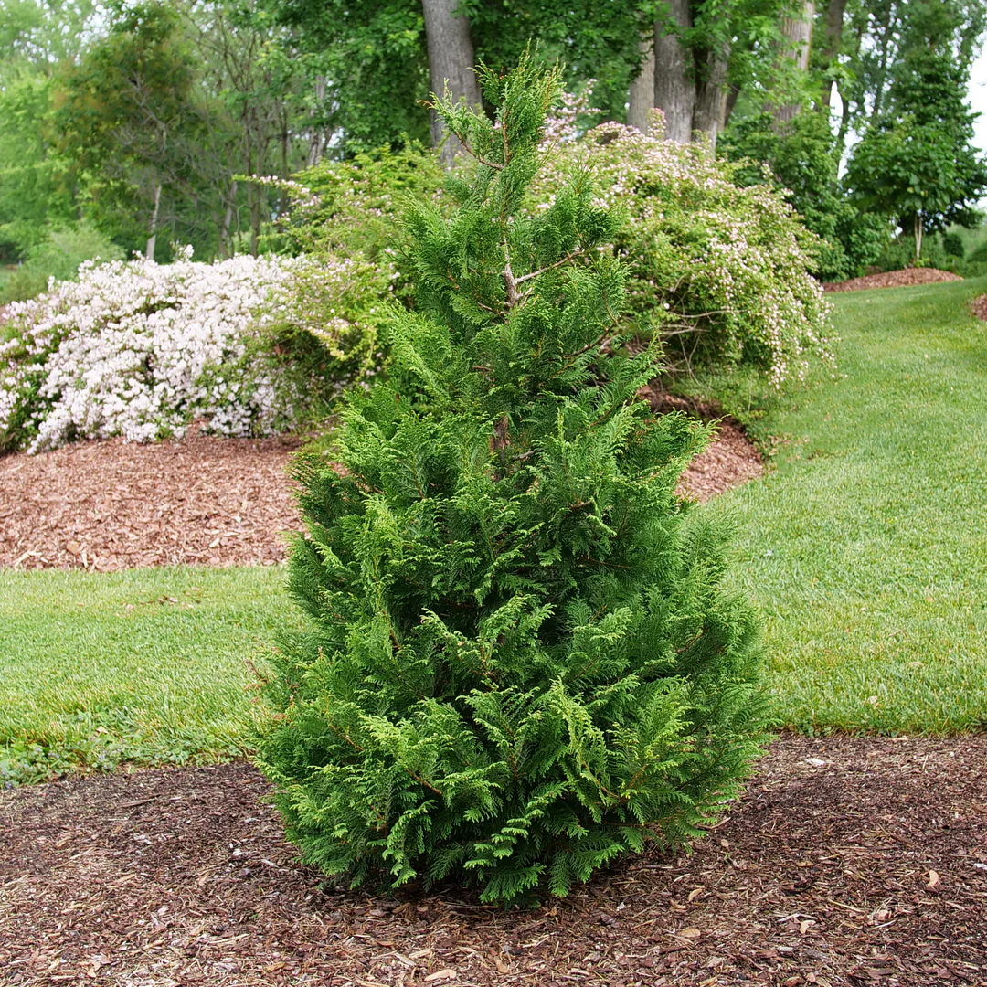 Cedar Rapids® False Cypress (Chamaecyparis) - Image 2