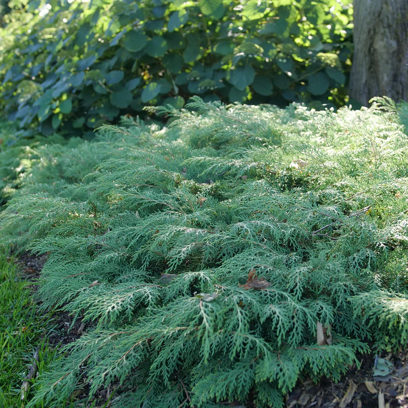 Celtic Pride® Siberian Cypress (Microbiota)