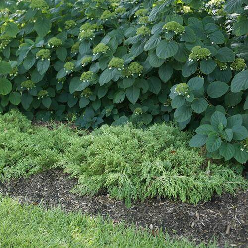 Celtic Pride® Siberian Cypress (Microbiota) - Image 5