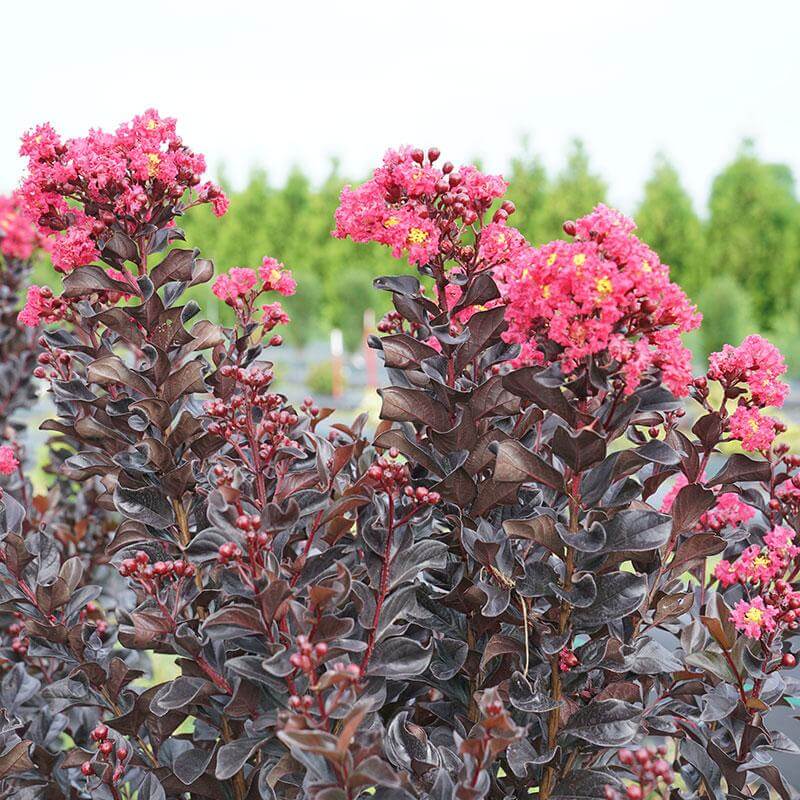 Center Stage® Pink Crapemyrtle (Lagerstroemia) - Image 4
