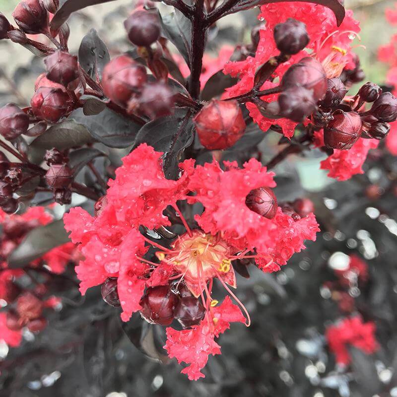 Center Stage® Red Crapemyrtle (Lagerstroemia) - Image 3