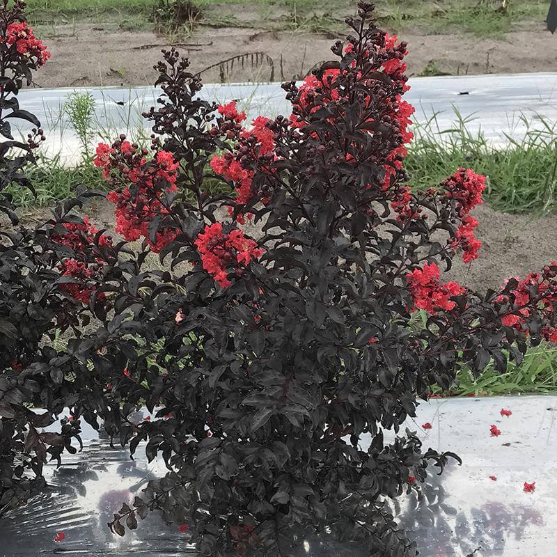 Center Stage® Red Crapemyrtle (Lagerstroemia) - Image 4