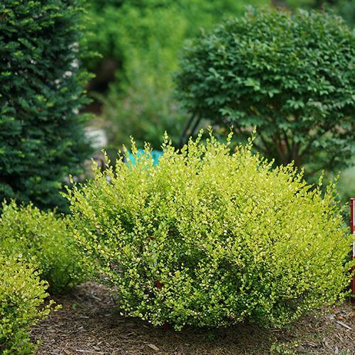 Cesky Gold® Dwarf Birch (Betula)