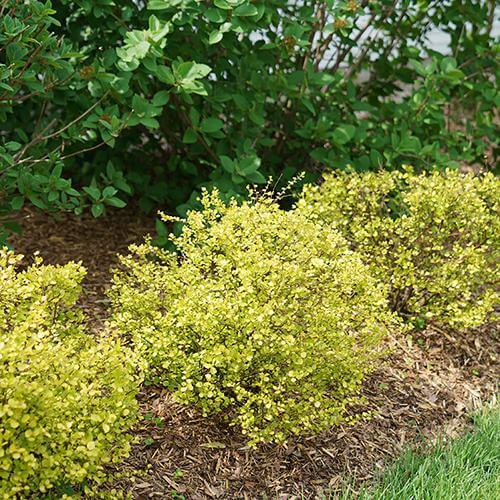 Cesky Gold® Dwarf Birch (Betula) - Image 4