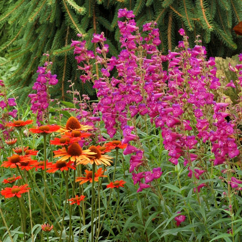 Cha Cha™ 'Purple' Beardtongue (Penstemon) - Image 5