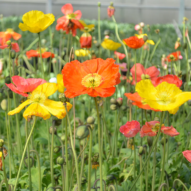 'Champagne Bubbles' Icelandic Poppy Mix (Papaver)