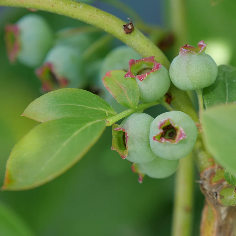 'Chandler' Blueberry
