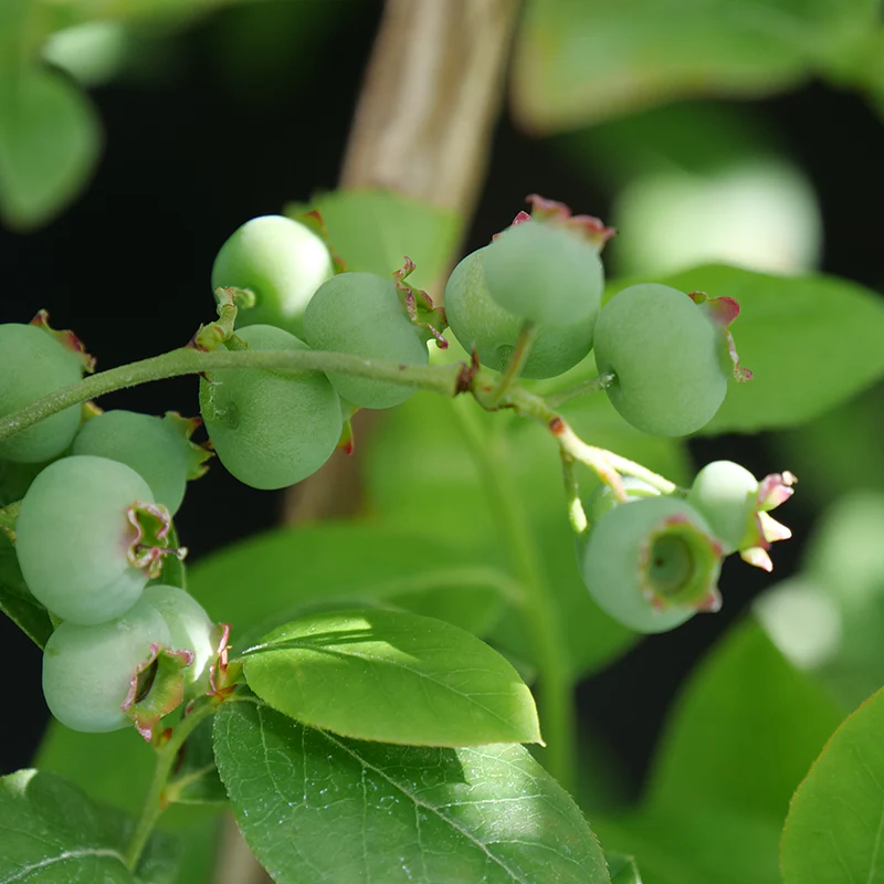 'Chandler' Blueberry - Image 2