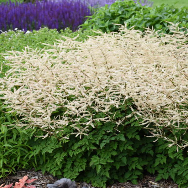 'Chantilly Lace' Goatsbeard (Aruncus) - Image 3