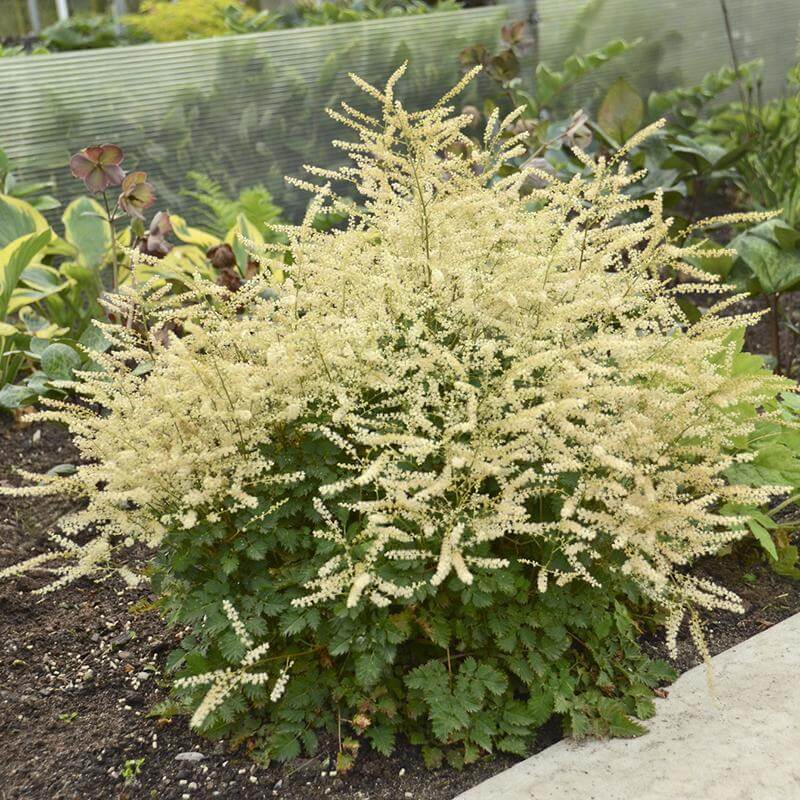 'Chantilly Lace' Goatsbeard (Aruncus) - Image 4