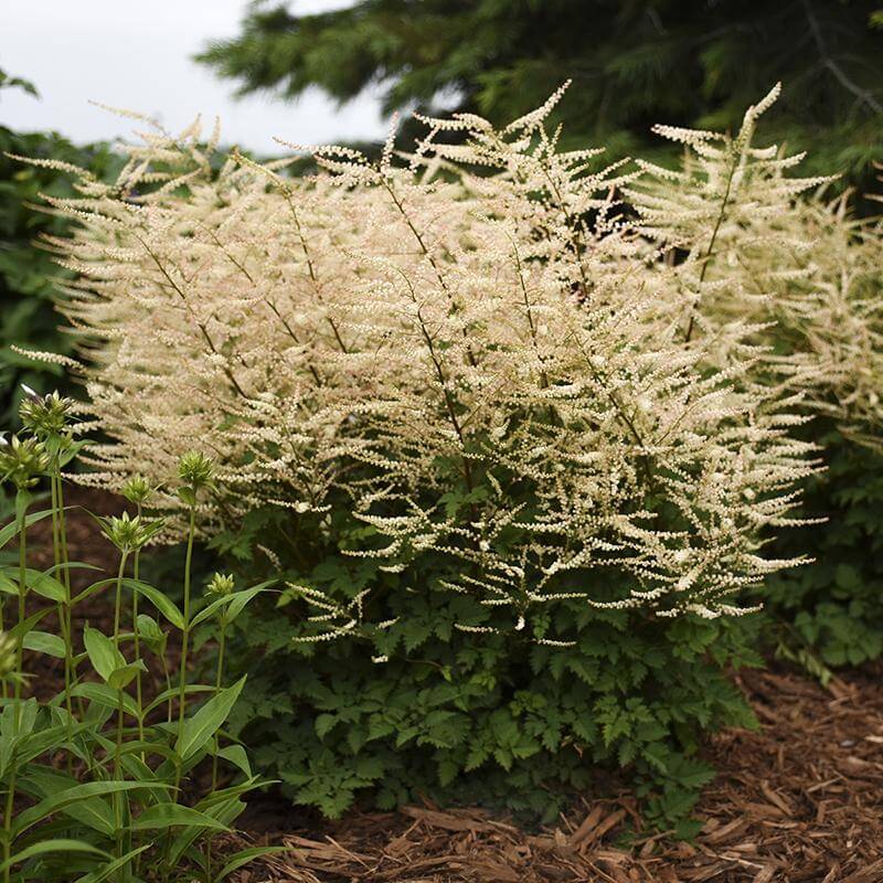 'Chantilly Lace' Goatsbeard (Aruncus) - Image 5