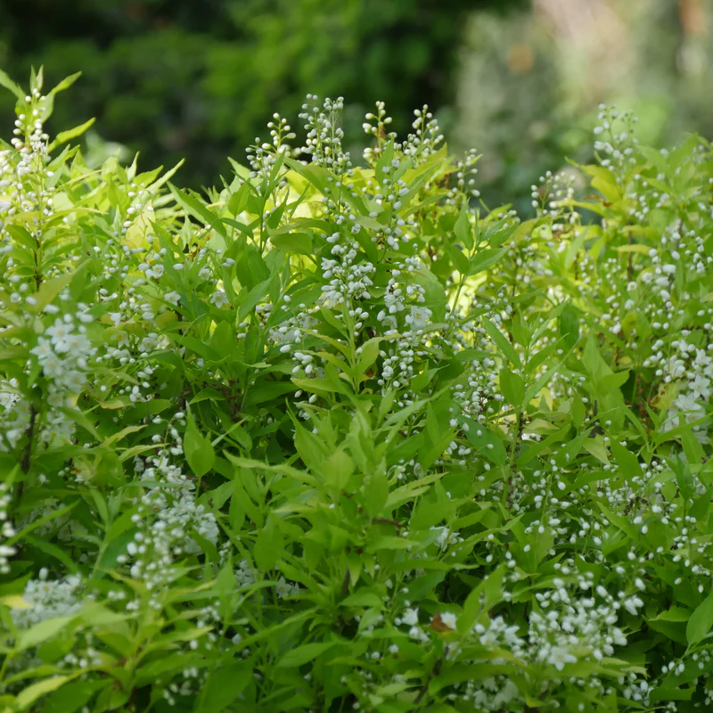 Chardonnay Pearls® Deutzia - Image 4