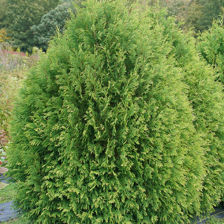 Cheer Drops™ Arborvitae (Thuja) - Image 3