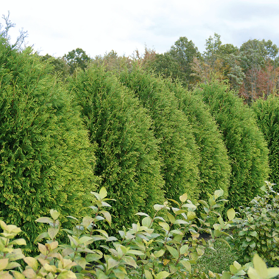 Cheer Drops™ Arborvitae (Thuja) - Image 4