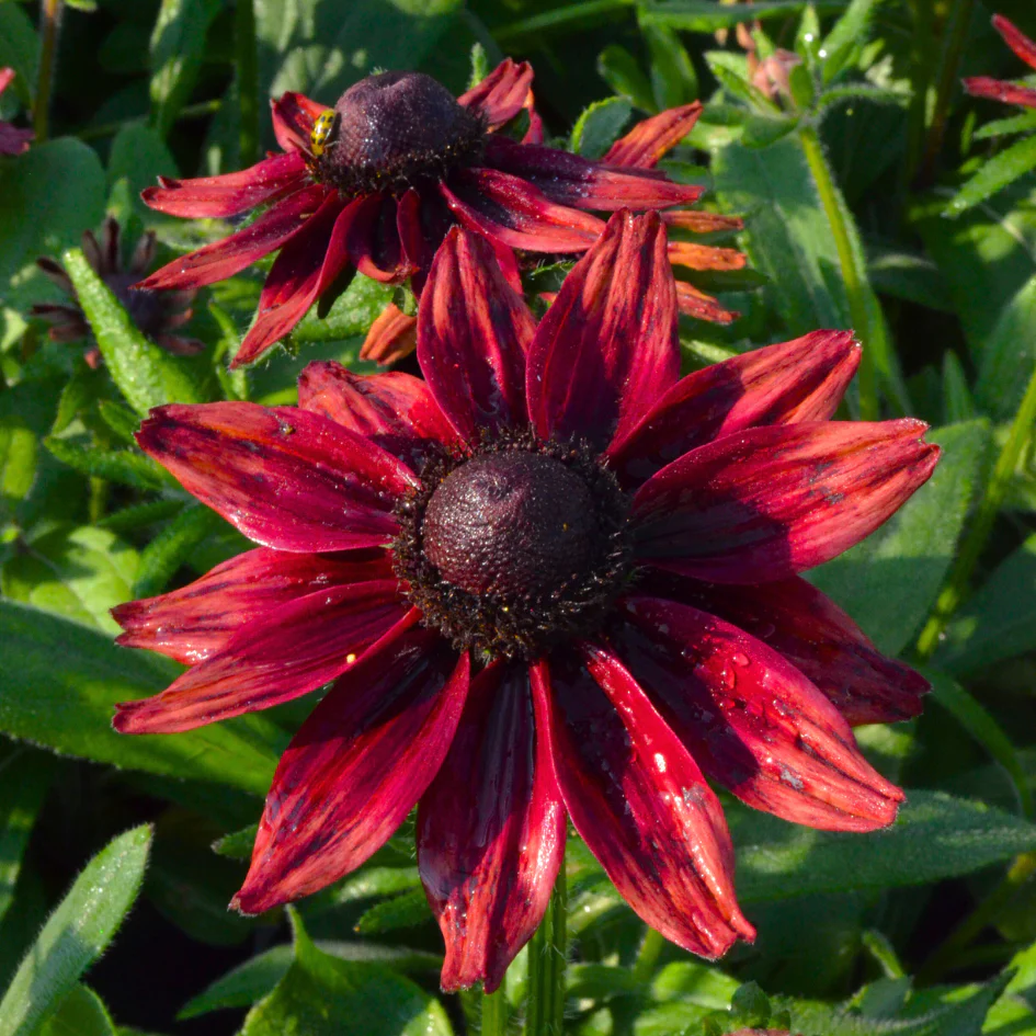 'Cherry Brandy' Rudbeckia - Image 2