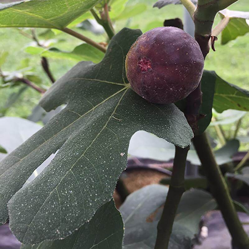 'Chicago Hardy' Fig (Ficus)
