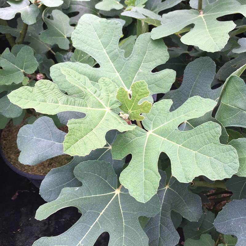 'Chicago Hardy' Fig (Ficus) - Image 2