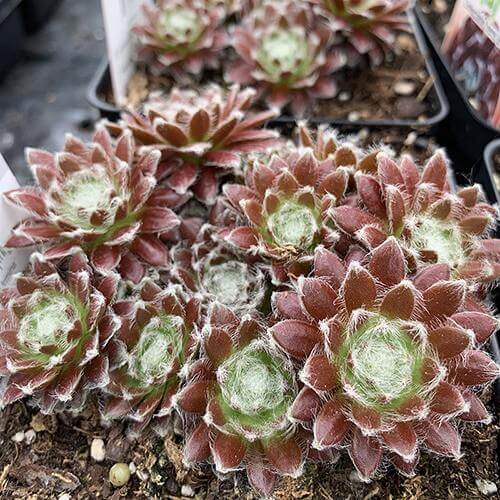 Chick Charms® Cosmic Candy™ Hens & Chicks - Image 2