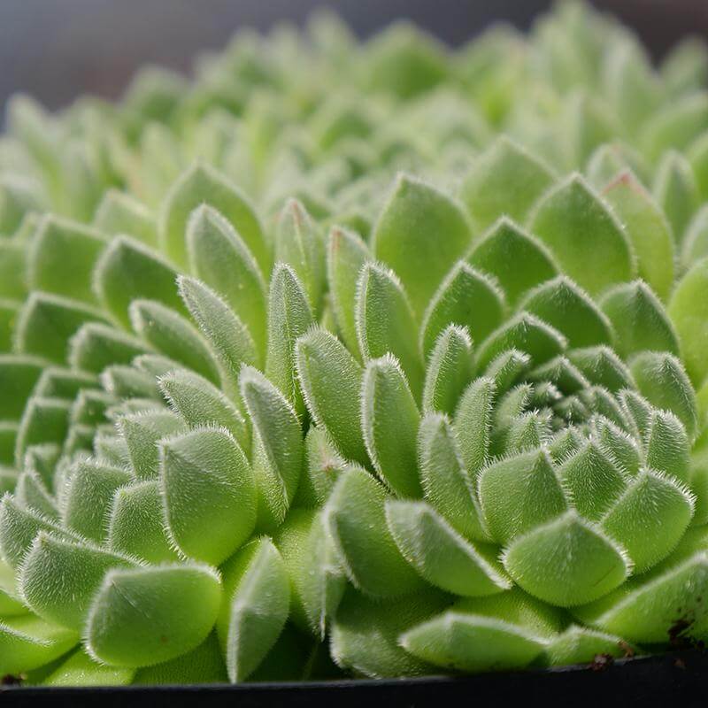 Chick Charms® Sugar Shimmer™ Hens & Chicks - Image 2