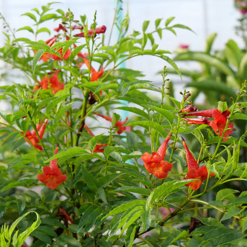 Chicklet® Red Trumpet Bush (Tecoma) - Image 3