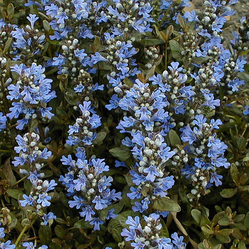 'Chocolate Chip' Bugleweed (Ajuga) - Image 6