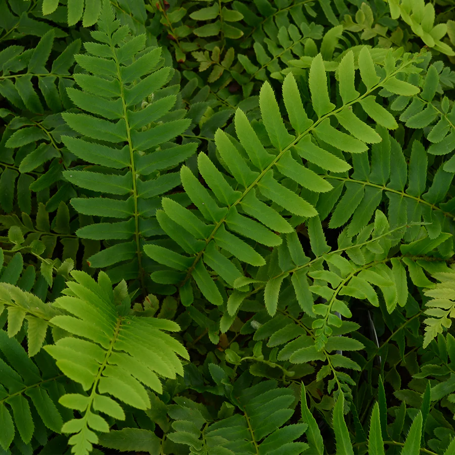 Christmas Fern (Polystichum)