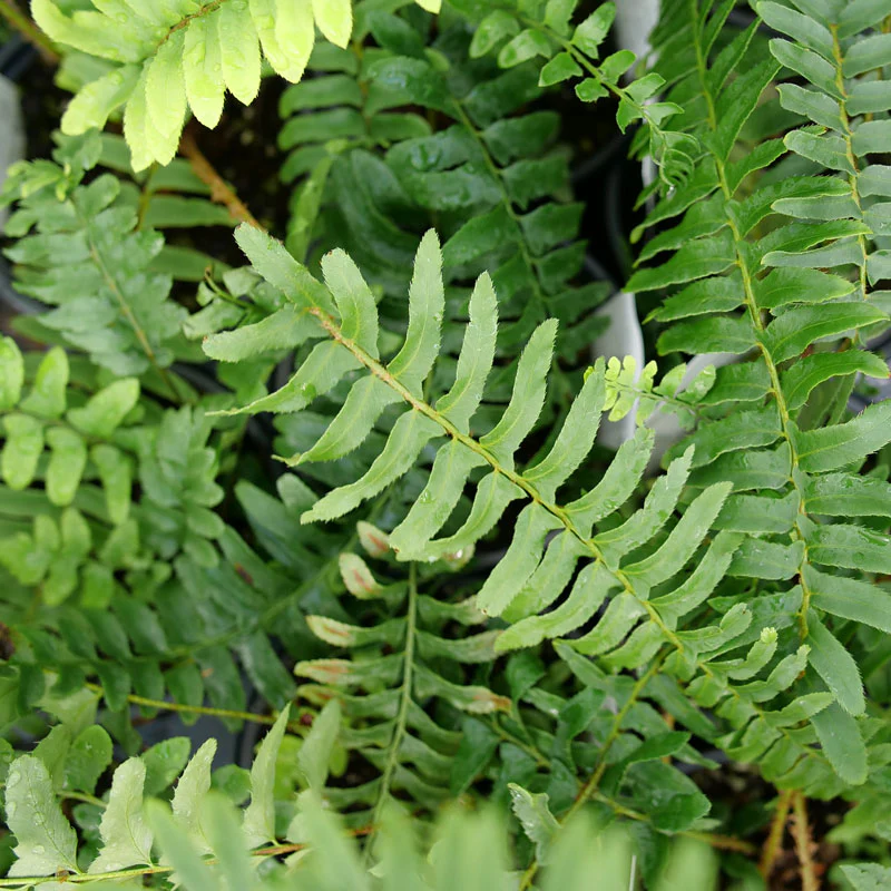 Christmas Fern (Polystichum) - Image 2
