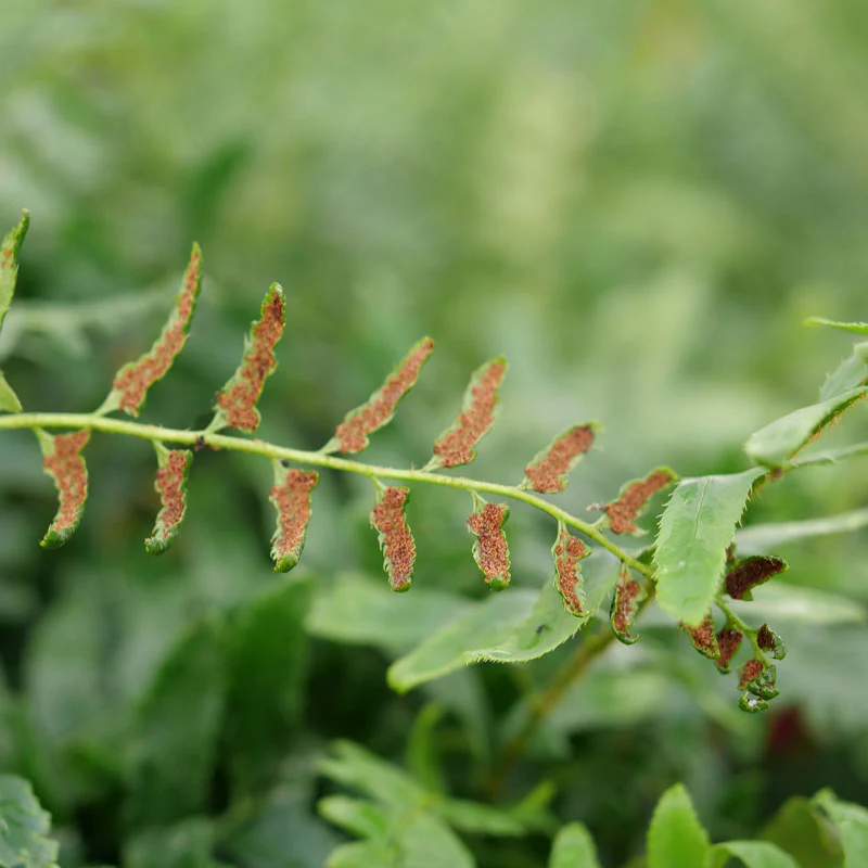 Christmas Fern (Polystichum) - Image 3