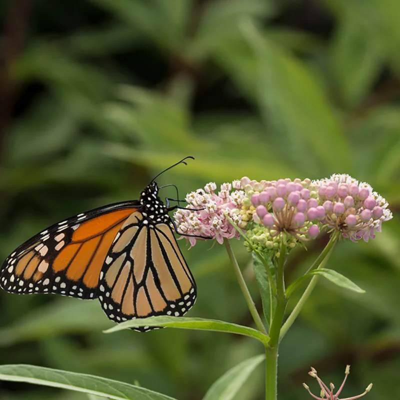 'Cinderella' Swamp Milkweed (Asclepias)