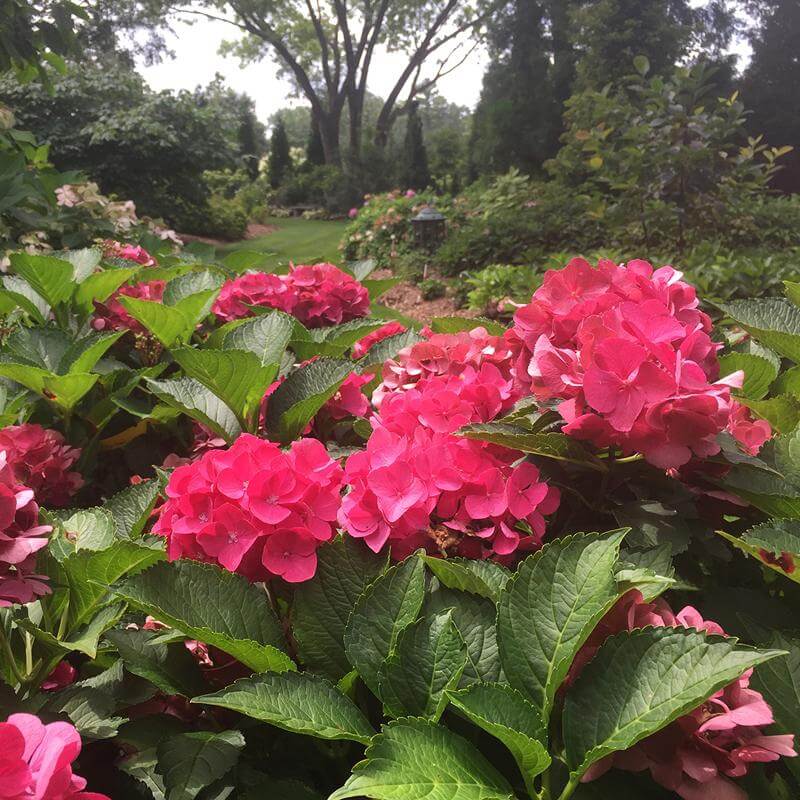 Cityline® Paris Bigleaf Hydrangea