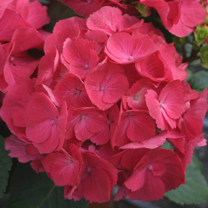 Cityline® Paris Bigleaf Hydrangea - Image 2
