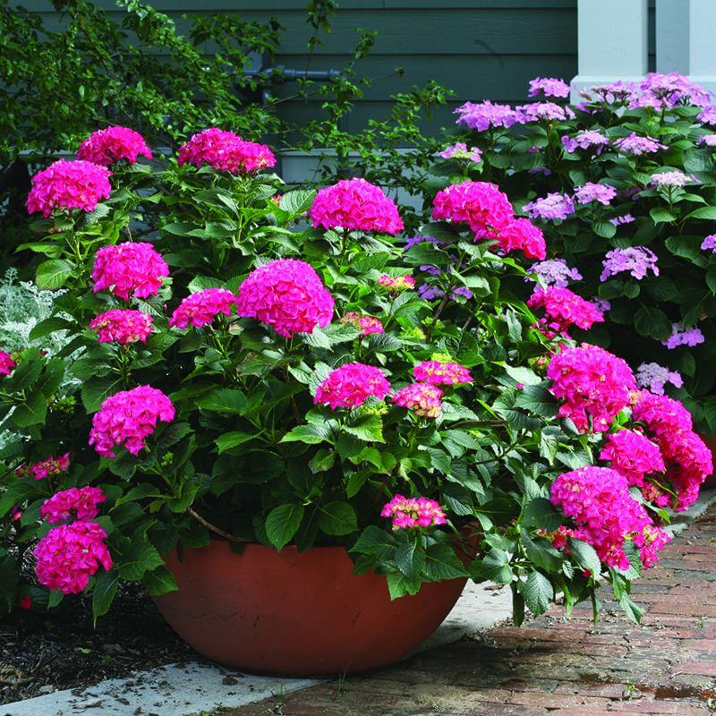 Cityline® Paris Bigleaf Hydrangea - Image 3