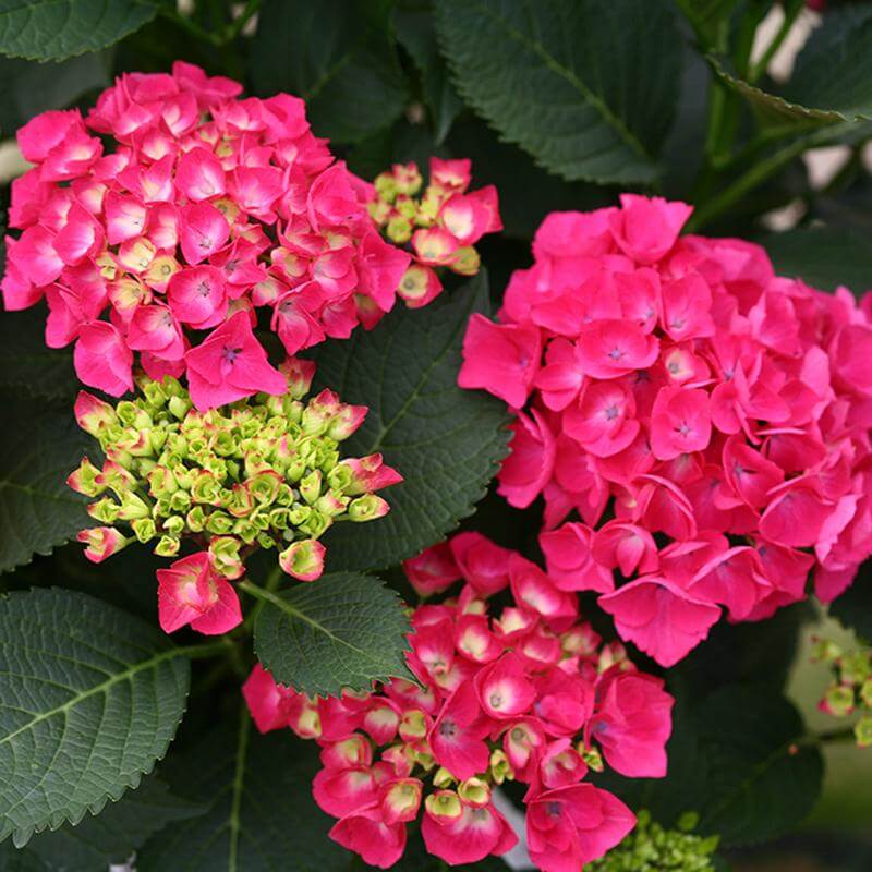 Cityline® Paris Bigleaf Hydrangea - Image 4