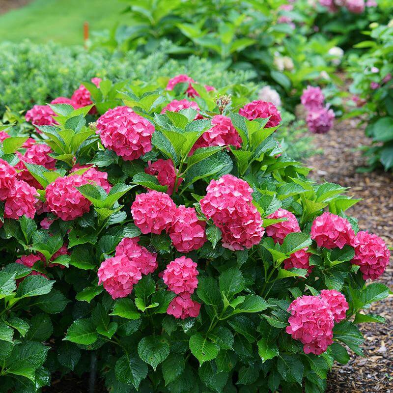 Cityline® Paris Bigleaf Hydrangea - Image 5