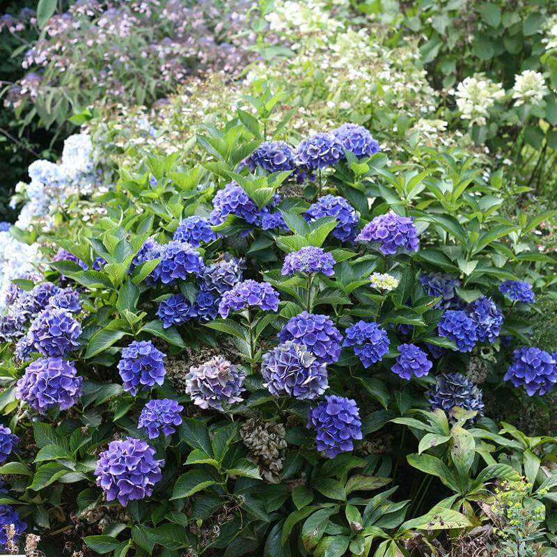 Cityline® Venice Bigleaf Hydrangea - Image 2