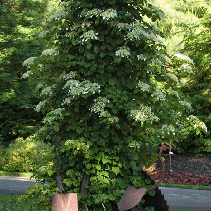 Climbing Hydrangea - Image 3