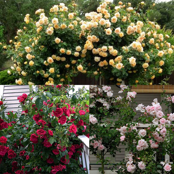 Climbing Rose Collection